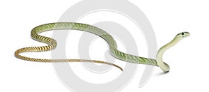 Western green mamba - Dendroaspis viridis photo