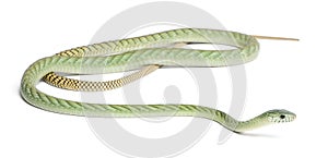 Western green mamba - Dendroaspis viridis photo