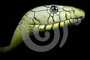 Western green mamba Dendroaspis viridis photo