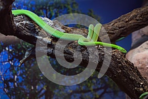 Western green mamba (Dendroaspis viridis).