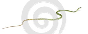 Western green mamba - Dendroaspis viridis, poisonous