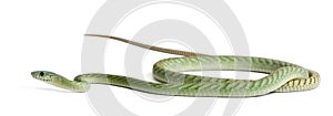 Western green mamba - Dendroaspis viridis, poisonous