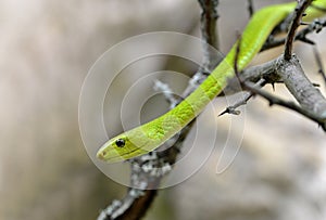 The western green mamba Dendroaspis viridis photo