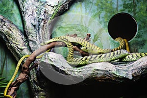 Western Green Mamba snake. (lat. Dendroaspis viridis)