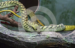 Western Green Mamba snake. (lat. Dendroaspis viridis)