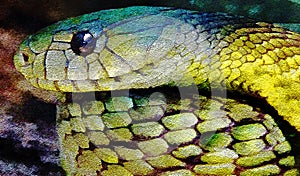A western green mamba snake is seen
