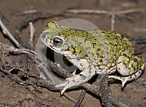 Western green toad