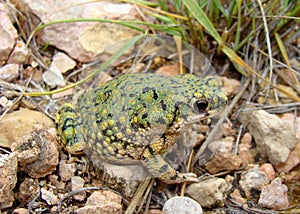 Western Green Toad, Anaxyrus debilis