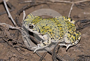 Western green toad