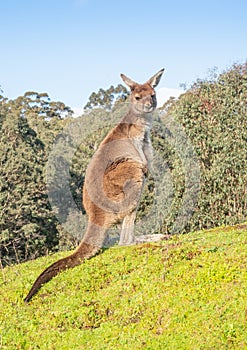 Western Grey Kangaroo