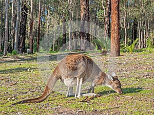 Western Grey Kangaroo