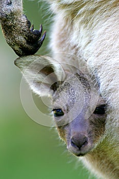 Occidental gris canguro 