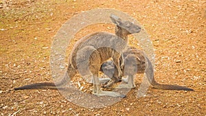 Western Grey Kangaroo Feeding Youngster