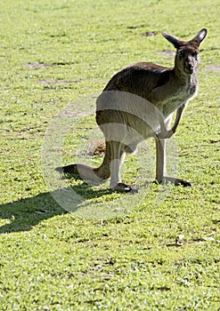 The western grey kangaroo is grazing on grass