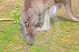 Western Grey Kangaroo With a Joey