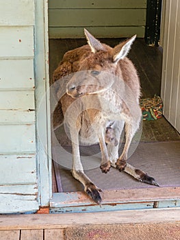 Western Grey Kangaroo With Joey
