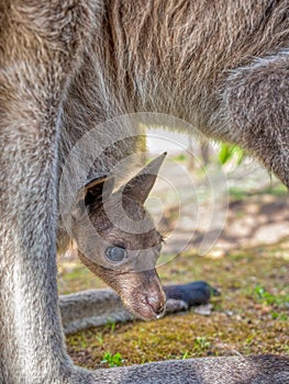 Western Grey Kangaroo Joey