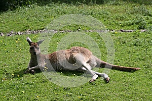 Western Grey Kangaroo (Macropus Fuliginosis)