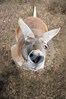 A Western grey kangaroo (Macropus fuliginosus) in Australia