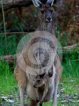 Western Grey Kangaroo Macropus fuliginosus with joey in pouch Balingup, Western Australia.