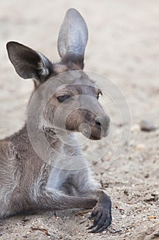 Western grey kangaroo Macropus fuliginosus melanops photo