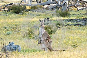 Western grey kangaroo (Macropus fuliginosus) mother with joey photo