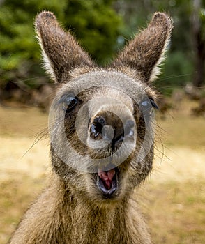 The western grey kangaroo is one of the largest macropods in Australia