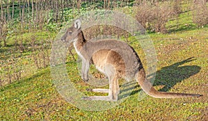 Western Grey Kangaroo in Profile