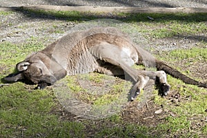 The western grey kangaroo is sleeping