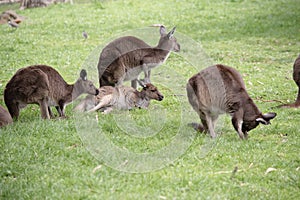 the western grey kangaroos are resting on the lawn