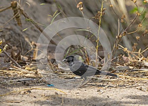 Western Grey Plantain-Eater