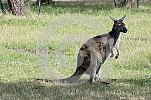The western grey is standing in a grassy field