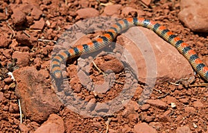 Western Ground Snake