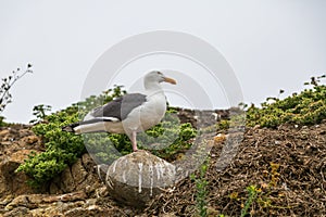 Western Gull