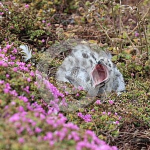 Western Gull Chick in California. USA