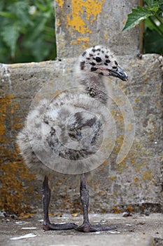 Western Gull Chick in California. USA