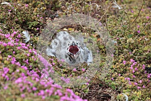 Western Gull Chick