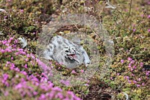 Western Gull Chick - Larus occidentalis