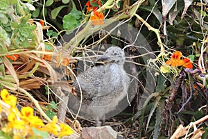 Western Gull Chick