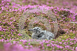 Western Gull Chick