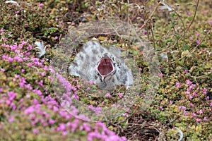 Western Gull Chick - Larus occidentalis