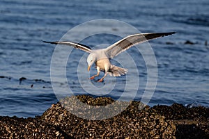 Western Gull landing on rock. Wings spread. Pacific Ocean in Background.