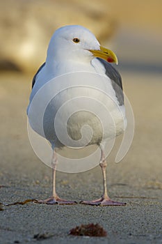 Western Gull, Larus occidentalis photo