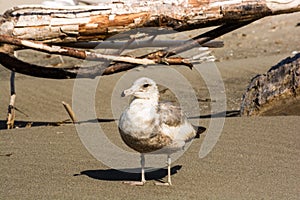 Western Gull Larus occidentalis bird on the Beach