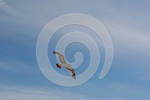Western Gull Larus occidentalis bird flying gracefully overhead