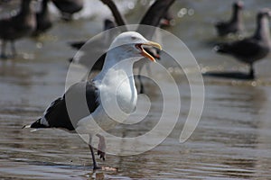 Western Gull Larus occidentalis calling at Morro Bay