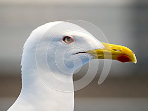 Western gull Larus occidentalis close up portrait