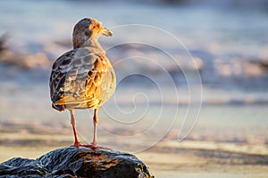 Western Gull Larus occidentalis