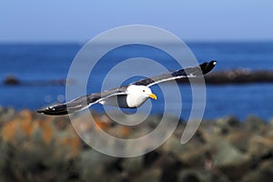 Western Gull (Larus occidentalis) By The Ocean