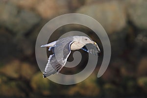 Western Gull & x28;Larus occidentalis& x29; By The Ocean